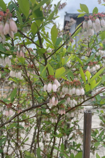 三条市のブルーベリー