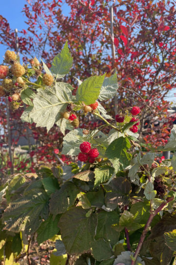 三条市のブラックベリー