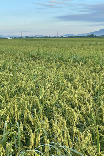 三条市の稲